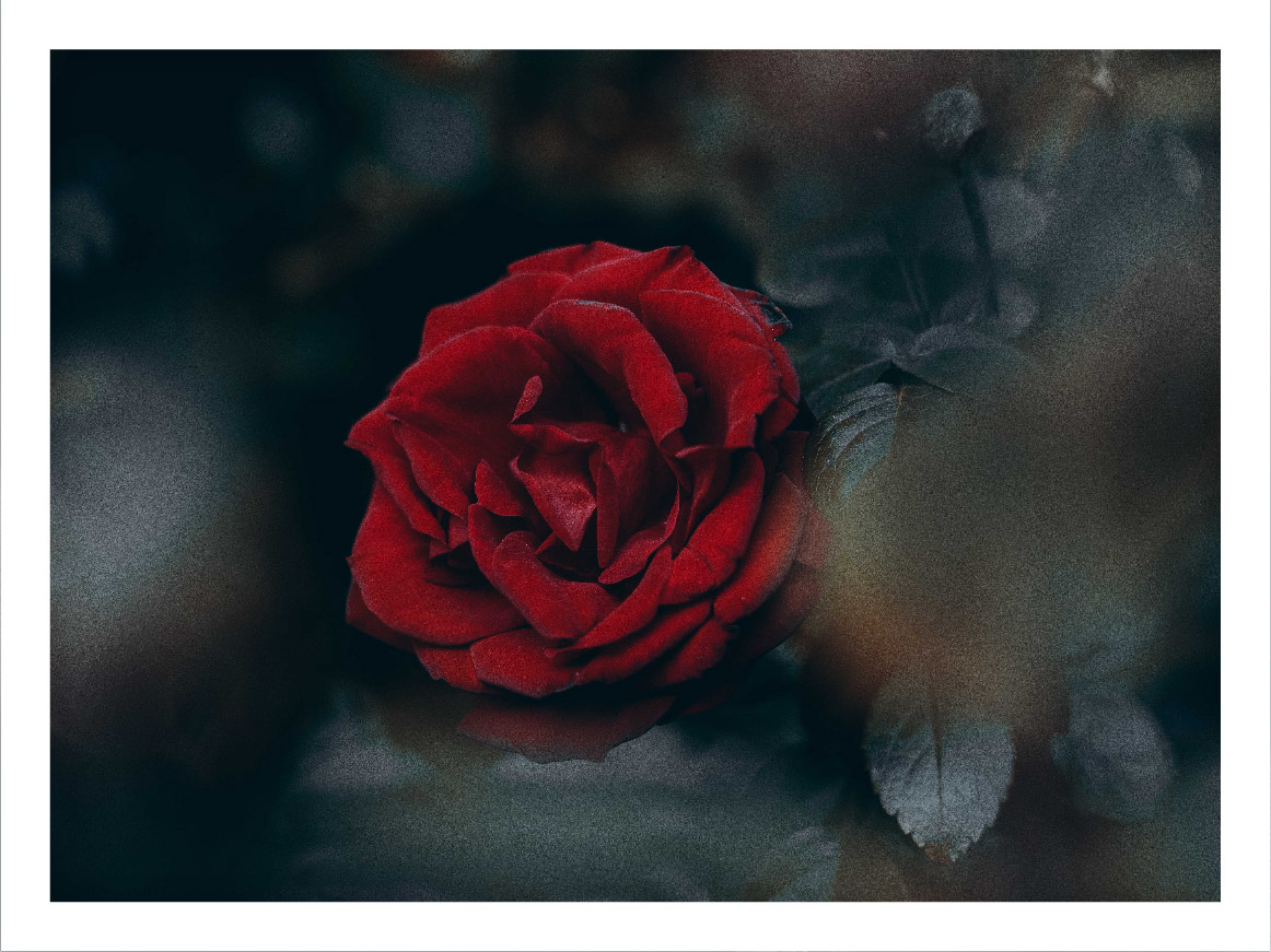 Red rose with reduced saturation